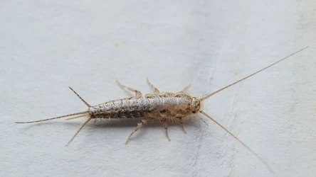 Rybiki cukrowe wybierają wilgotne i ciepłe miejsca, żerują nocą