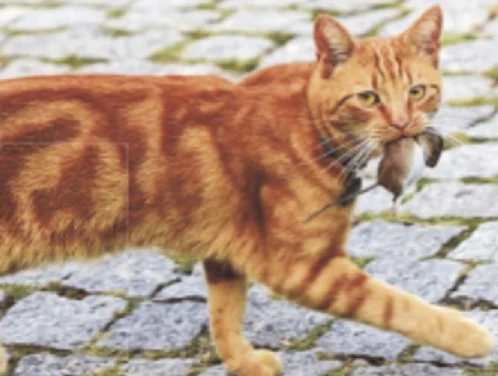 Kot Jarosława Kaczyńskiego przyłapany na polowaniu / (fot. Super Express)