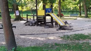 Dziki na placu zabaw