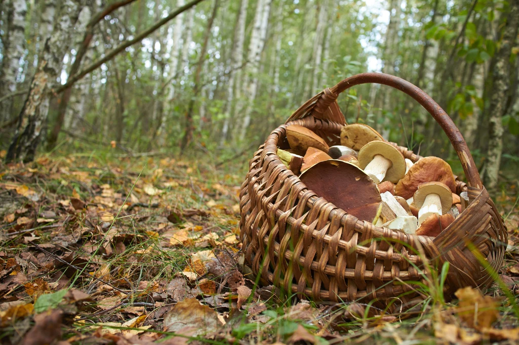 W listopadzie i wrześniu w polskich lasach pojawia się pewien mało znany gatunek grzyba
