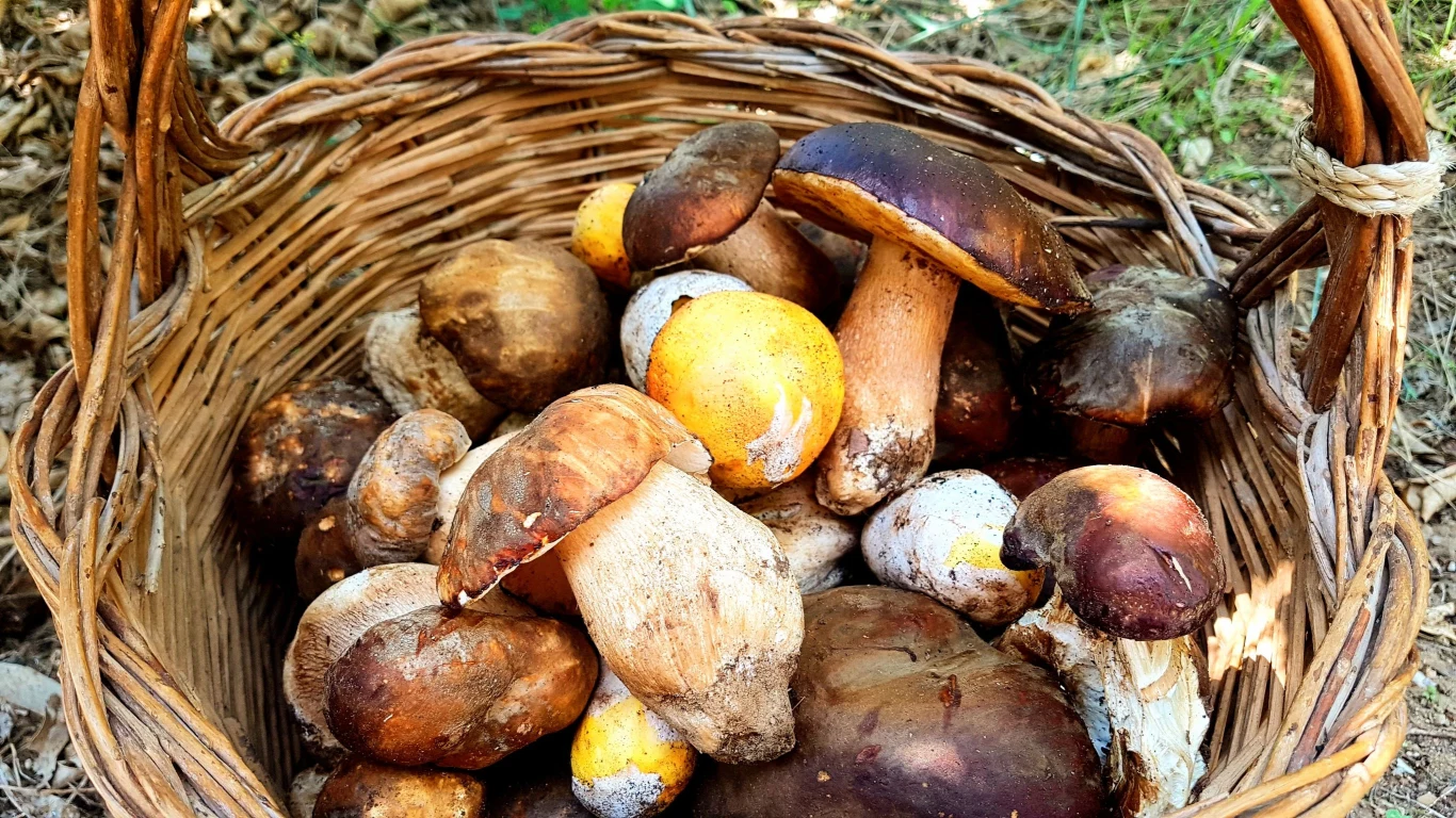 Wiedząc, pod jakimi drzewami szukać grzybów, grzybobranie może zakończyć się koszykiem pełnym dorodnych okazów. 