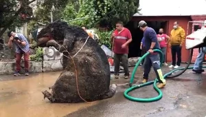 Wezwali pomoc do zatkanego odpływu. W kanale tkwił ogromny... szczur!