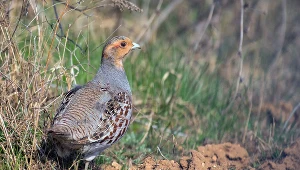 Kuropatwa, zdjęcie ilustracyjne