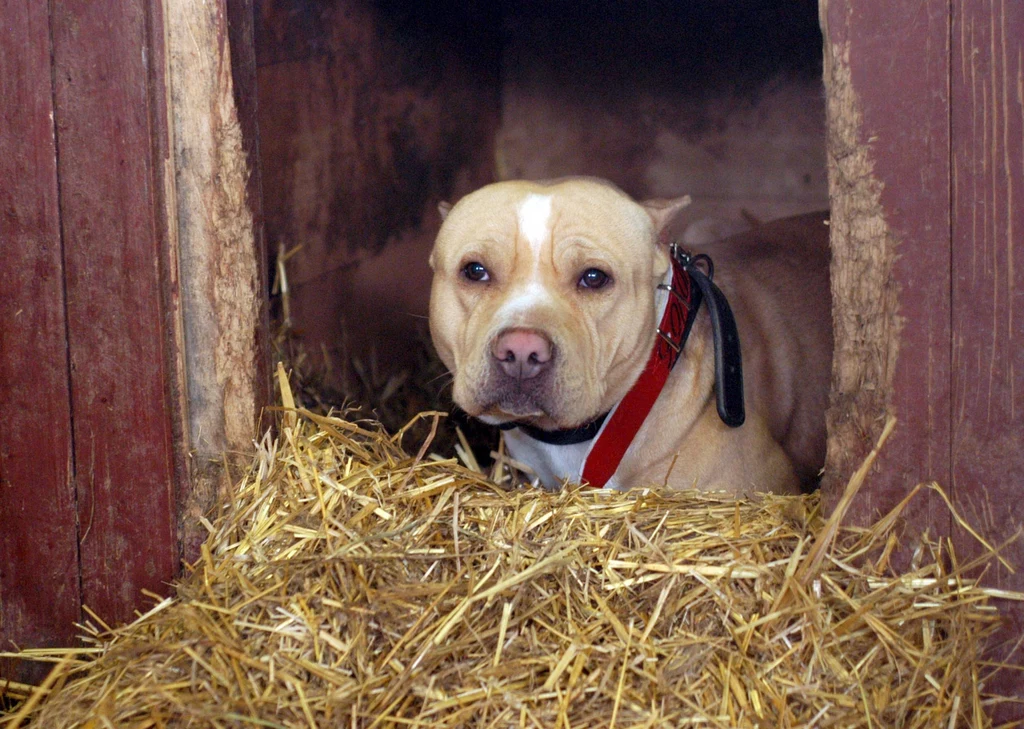 Amstaff; zdj. ilustracyjne Amstaff; zdj. ilustracyjne