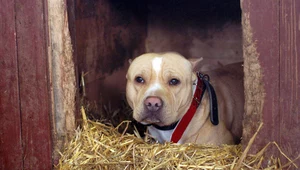 Amstaff; zdj. ilustracyjne