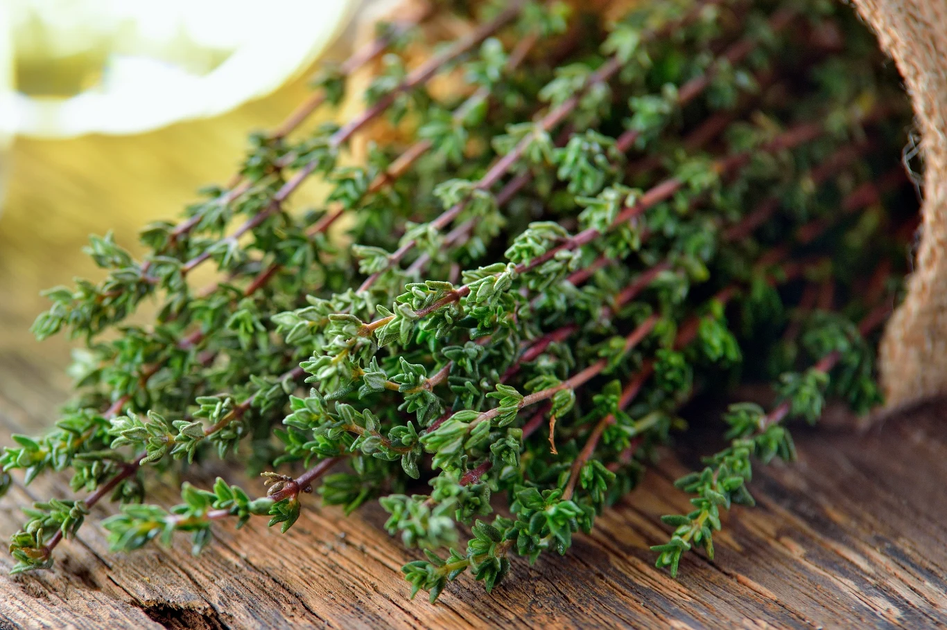 Tymianek działa rozkurczowo i silnie odkażająco Tymianek działa rozkurczowo i silnie odkażająco