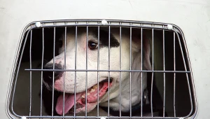 Amstaff, zdjęcie ilustracyjne