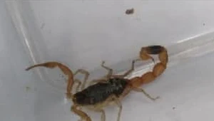 /