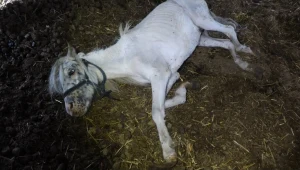 Podczas interwencji uratowano 17 wygłodzonych koni