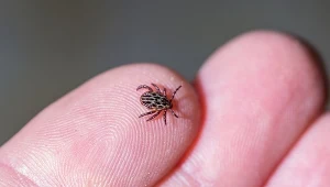 W tych częściach mieszkania najchętniej kryją się kleszcze. Sprawdź koniecznie