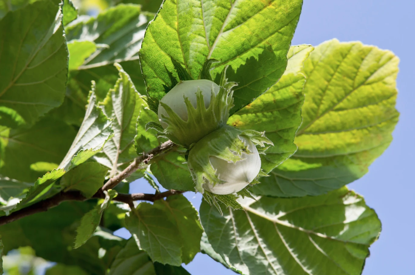 Leszczyna również skorzysta na styczniowym cięciu