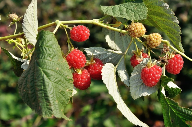 Wczesną jesienią przycinamy maliny letnie