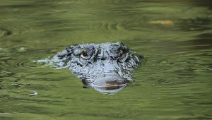 Aligatora nad Odrą zauważyli spacerowicze, zdj. ilustracyjne