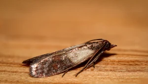 Mole znów wróciły do kuchni? Dzięki temu pozbędziesz się ich na dobre 