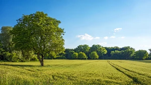 Jak kupić działkę wspólnie z rodziną?