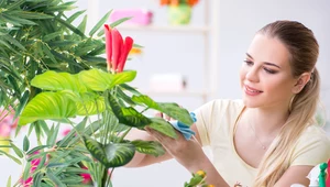 ​Zaskakujące korzyści wynikające z posiadania w domu kwiatów