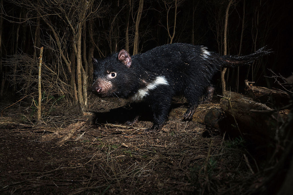 Zagrożone wyginięciem diabły tasmańskie zamieszkują obecnie australijską wyspę Tasmania