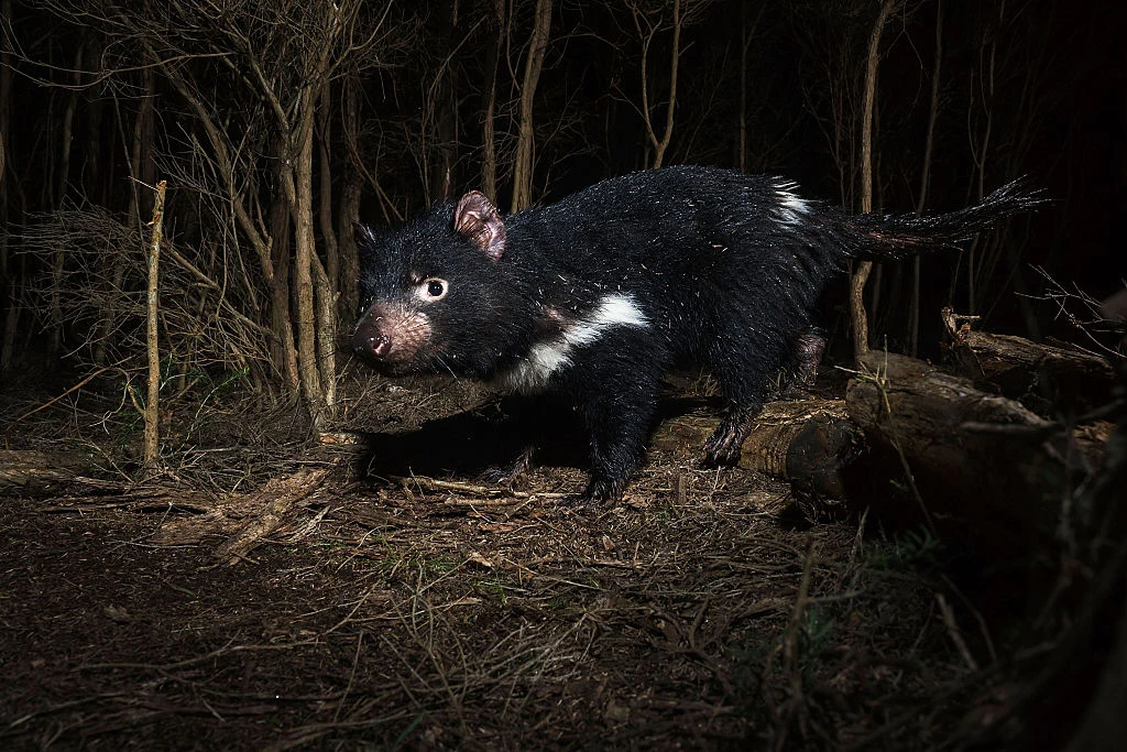 Zagrożone wyginięciem diabły tasmańskie zamieszkują obecnie australijską wyspę Tasmania Zagrożone wyginięciem diabły tasmańskie zamieszkują obecnie australijską wyspę Tasmania