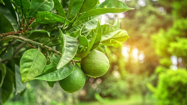 Limonka to świetna alternatywa dla cytryny. Jeżeli więc wolisz tradycyjną herbatę, warto stosować je wymiennie, bo obie są kwaśne i zawierają dużo witaminy C. 

Limonka ma jej nawet więcej, więc można od czasu do czasu pokusić się o zakup tego owocu! 