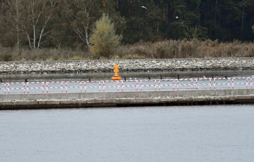 Neutralizacja bomby metodą deflagracji (oddziaływania na materiał wybuchowy innym materiałem wybuchowym i wkładką kumulacyjną) zaplanowana jest na środę (14 października). Proces zostanie uruchomiony zdalnie. Cała operacja planowana jest na pięć dni, ale może zakończyć się wcześniej - czwartek i piątek to terminy zapasowe. Neutralizacja bomby metodą deflagracji (oddziaływania na materiał wybuchowy innym materiałem wybuchowym i wkładką kumulacyjną) zaplanowana jest na środę (14 października). Proces zostanie uruchomiony zdalnie. Cała operacja planowana jest na pięć dni, ale może zakończyć się wcześniej - czwartek i piątek to terminy zapasowe.