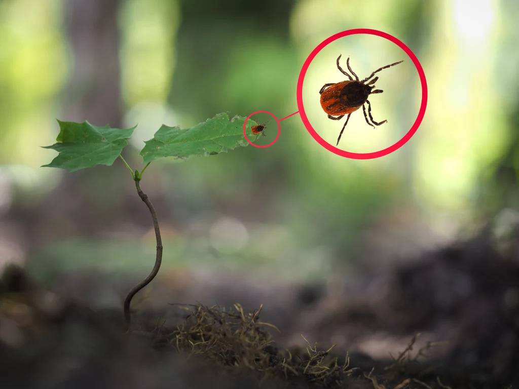 Kleszcze nie sposób zauważyć gdy mieszkają w ogrodzie a jeszcze trudniej się ich pozbyć. Na szczęście istnieją naturalne preparaty, które możesz samodzielnie przygotować w swoim domu