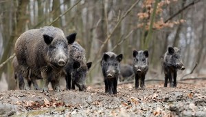 Dziki żyją w rodzinnych grupach. 