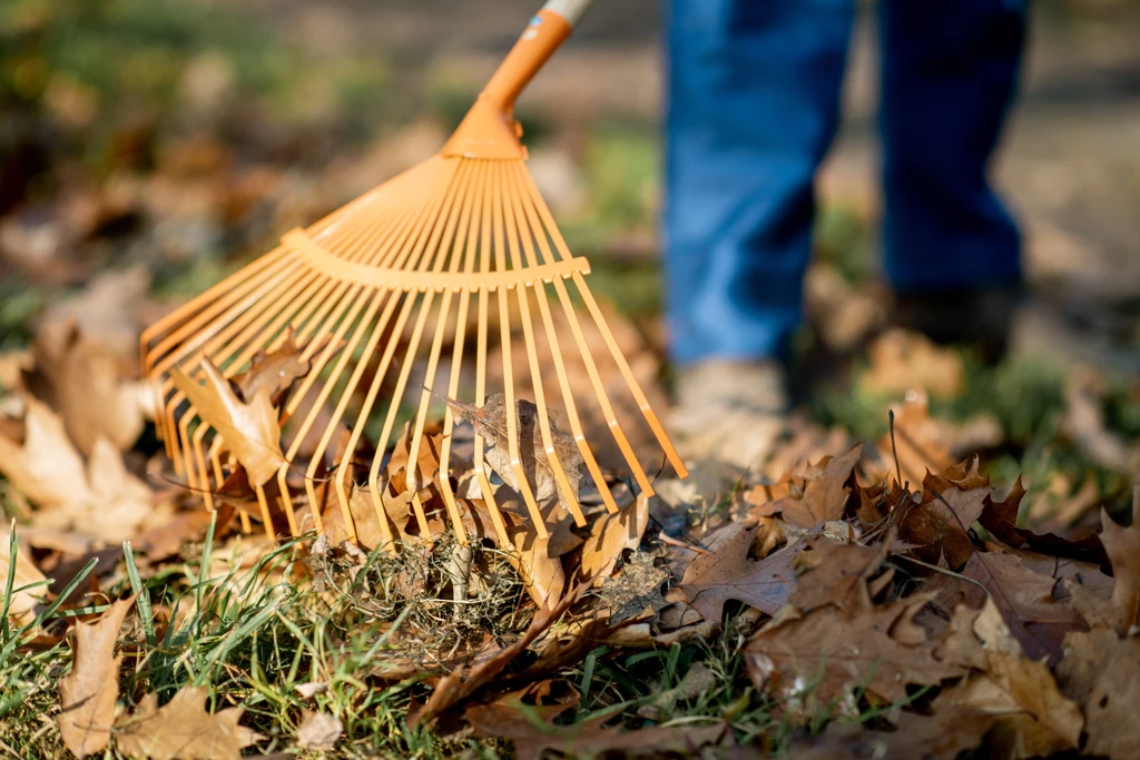 Niektórzy zapominają, że o trawnik należy dbać również, kiedy temperatura zaczyna spadać