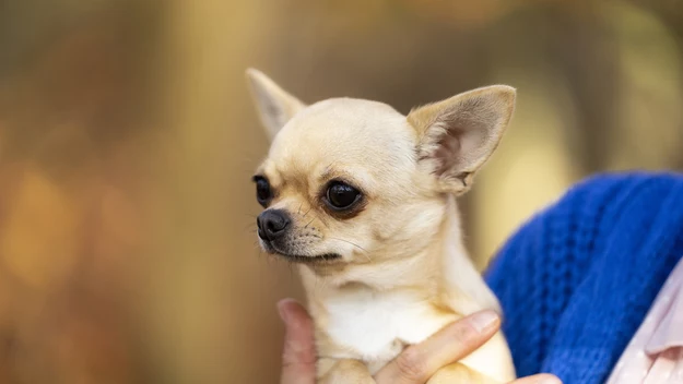 Chihuahua

Chihuahua to jeden z ulubionych psów starszych eleganckich pań. Nic dziwnego, że tak je uwielbiamy, są przecież naprawdę urocze. 

Jednak niech nie zmyli nas ich niewinny wygląd, bo mają naprawdę silny temperament. Są malutkie, ale energii im nie brakuje, dlatego osoby niecierpliwe, nie powinny się decydować na jego zakup. 

Dla tych bardziej aktywnych chihuahua może okazać się idealnym towarzyszem. Jest wesoły i żywiołowy, więc na pewno wniesie do życia seniorów sporo radości.