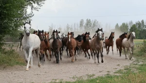 Aukcja Pride of Poland podczas pokazów koni arabskich czystej krwi, na terenie stadniny koni w Janowie Podlaskim