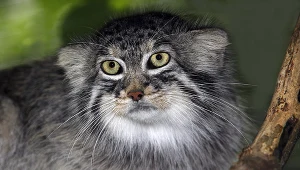 Manul, zdjęcie ilustracyjne