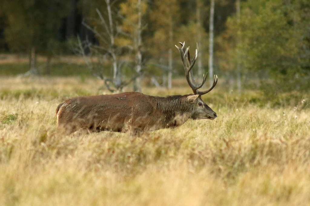 Rykowisko, czyli okres godowy jelenia szlachetnego rozpoczyna się w połowie września 
