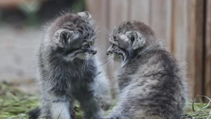 Kot? Szop? Niedźwiadek? Nie, to manul stepowy!