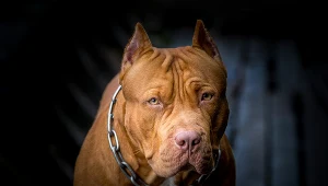 Amerykański pitbulterier, ilustracja