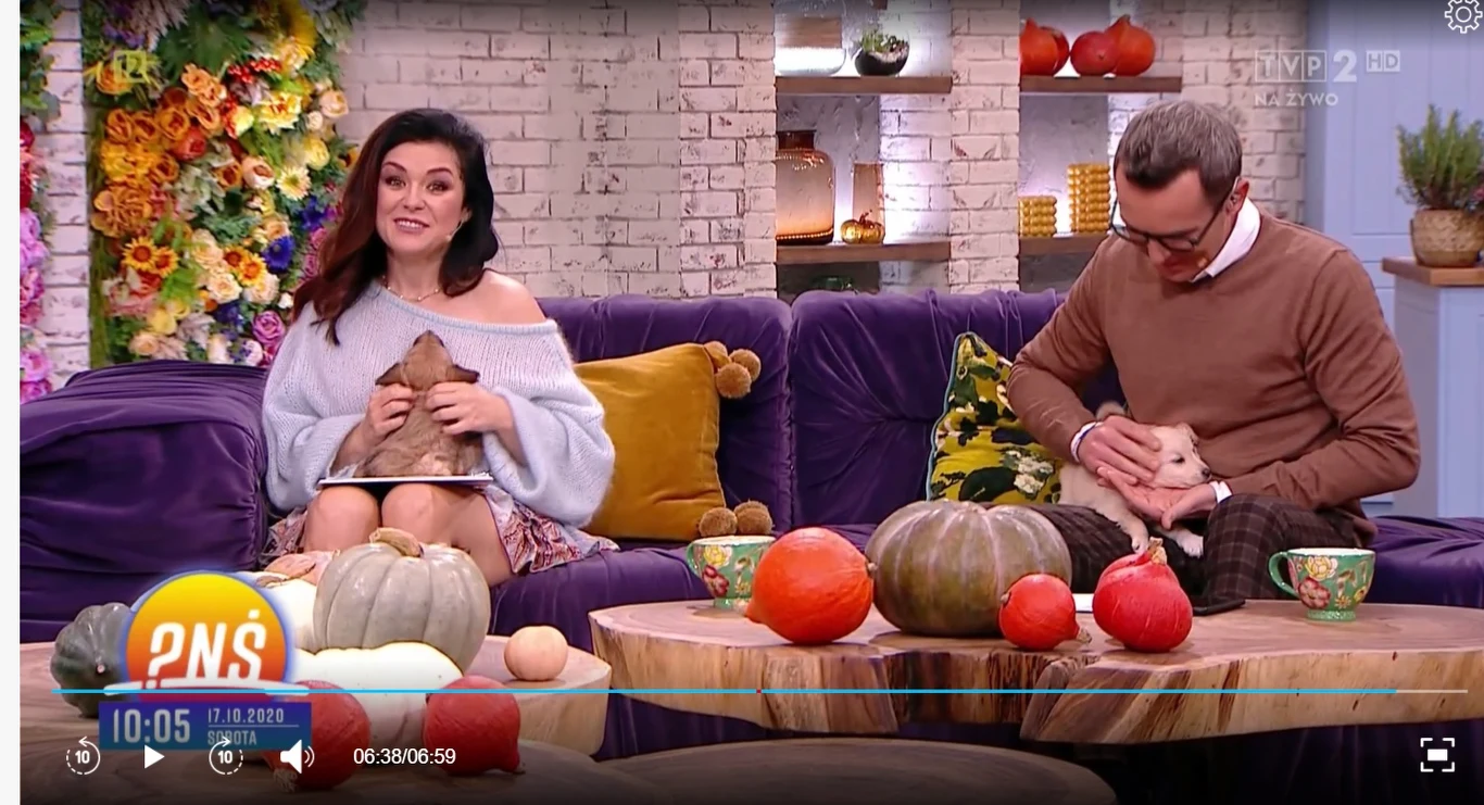 Kasia Cichopek z psem w "PnŚ" (Screen: pytanienasniadanie.tvp.pl)