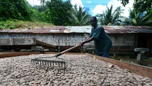 Plantacje kakao nadal miejscem wyzysku