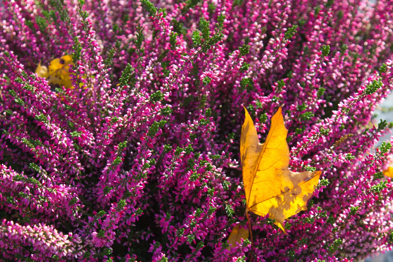 Wrzosy to kwiaty, które według ludowych przesądów mogą przynosić szczęście. 