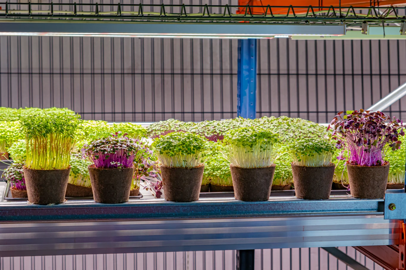 Farmy wertykalne Listny Cud Farmy wertykalne Listny Cud