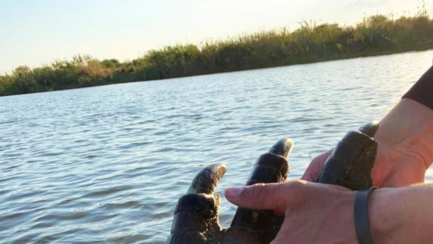 Kiedy zorientowali się, że krokodyl nie żyje, postanowili sfotografować go dokładnie i zmierzyć.