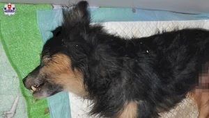 W Lublinie odnaleziono zakopanego żywcem psa