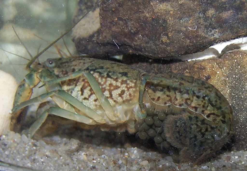 W Belgii pojawiły się zmutowane raki Procambarus virginalis