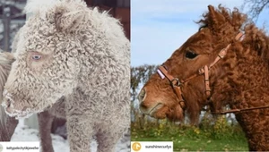 ​Curly horses: Nikt nie wie, skąd pochodzą tajemnicze konie