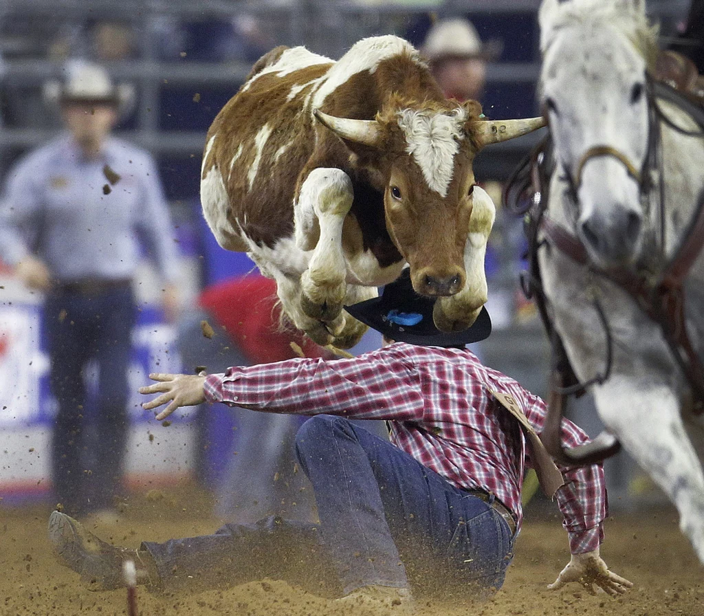 Houston Livestock Show and Rodeo w Teksasie to największe rodeo świata 
