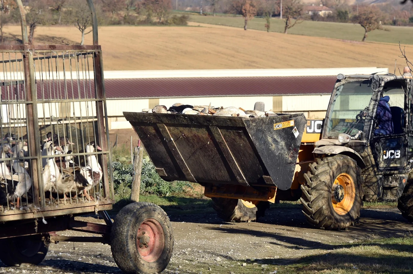 Branża drobiarska obawia się najgorszego Branża drobiarska obawia się najgorszego