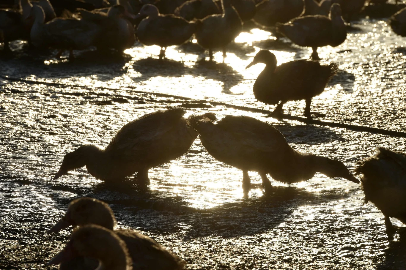 Polska przed kolejną fala ptasiej grypy Polska przed kolejną fala ptasiej grypy
