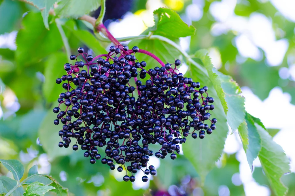 Czarny bez ma liczne właściwości prozdrowotne. Z jego owoców można przygotować przetwory pomocne przy leczeniu przeziębienia