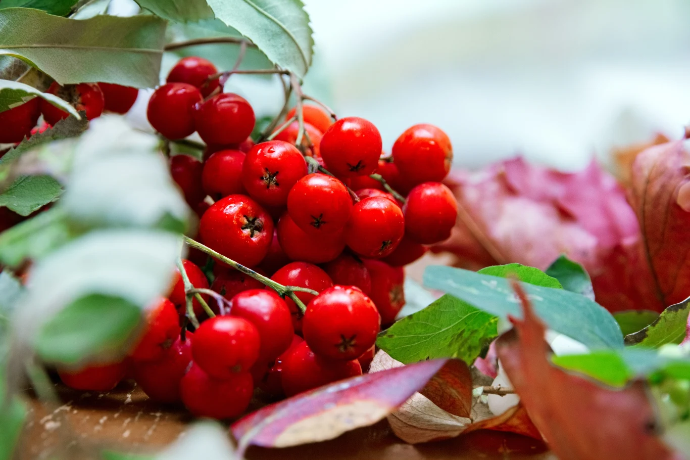 Owoce jarzębiny świetnie wpływają na odporność