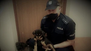 Porzucone szczenięta, Komenda Powiatowa Policji W Mławie