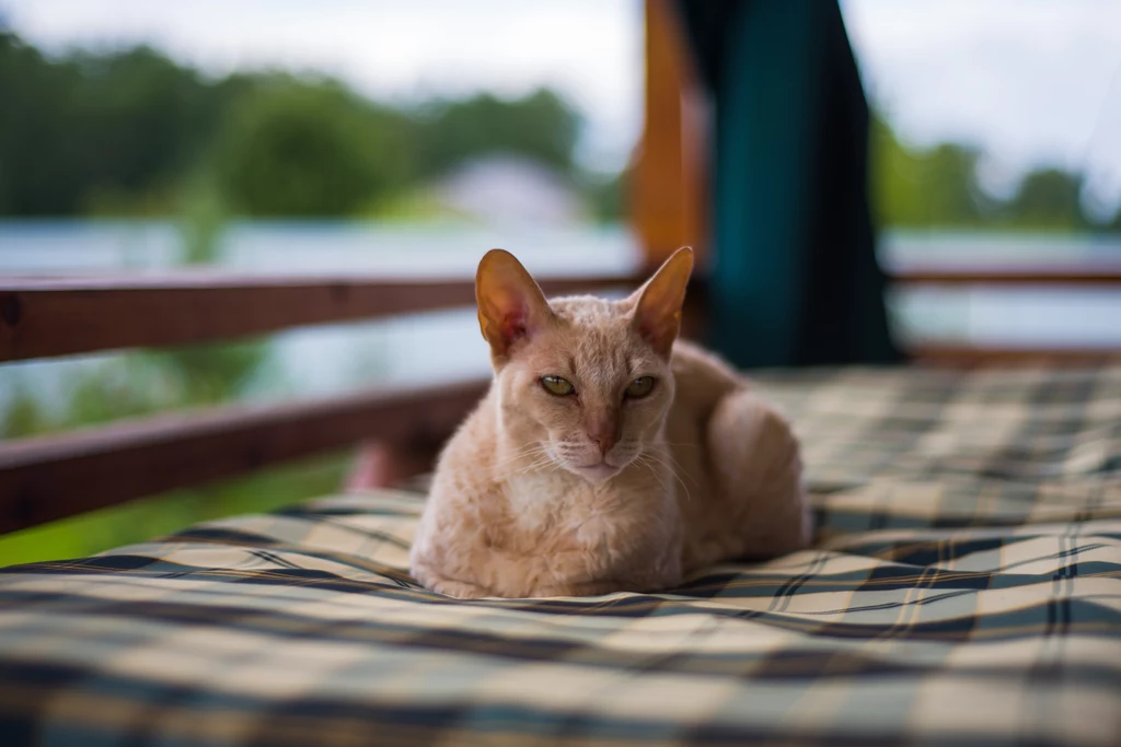 Koty rasy cornish rex to wyjątkowo eleganckie zwierzaki