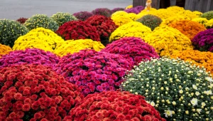 Sprzedawcy chryzantem otrzymają rządową pomoc