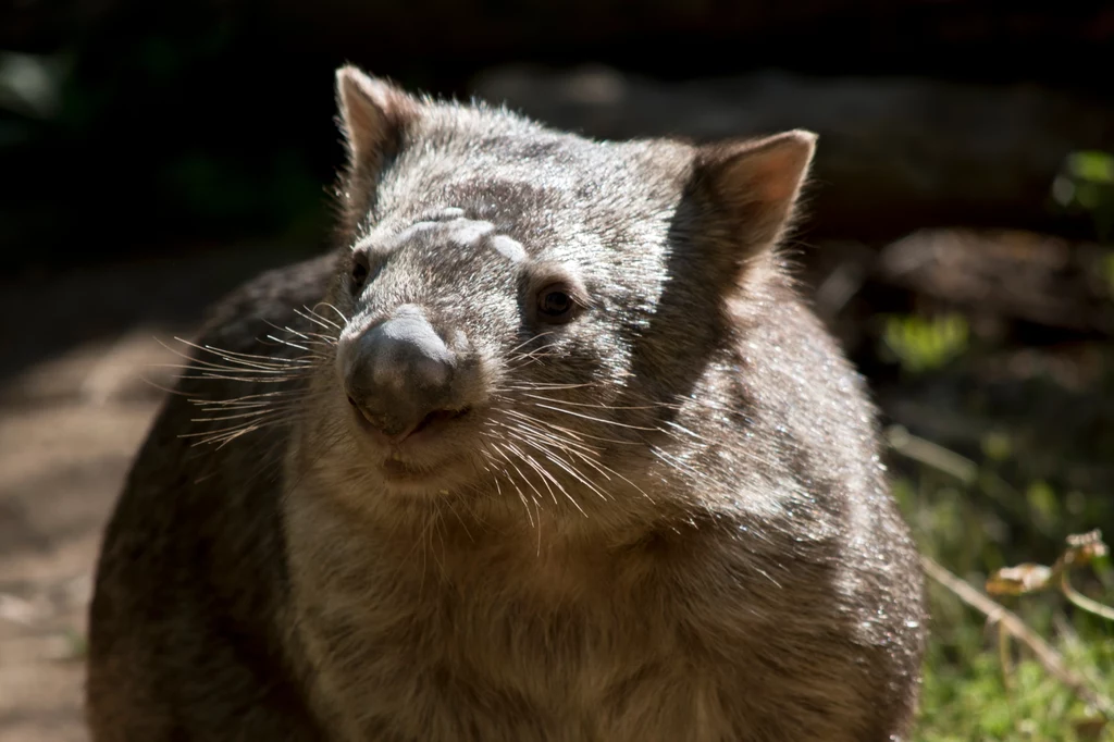 Wombat, zdjęcie ilustracyjne